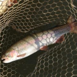 大安トラウトレイク釣果